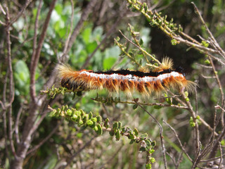 Orange, black and white caterpillar