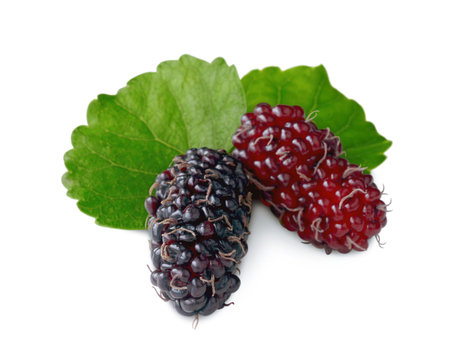 Sweet ripe mulberries with green leaf on white background.