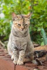 Naklejka na ściany i meble Three-colored oriental cat, tortoise cat sitting in garden.