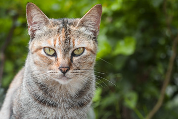Obraz premium Three-colored oriental cat, tortoise cat sitting in garden.