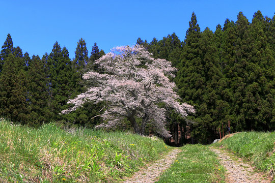 下三坂の種まき桜（福島県・いわき市）
