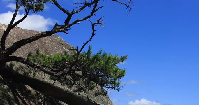 Gyeongsan, KOREA, Ten thousands of years pine tree on the rock