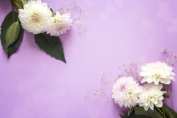 Purple background with white dahlias flowers. Copy space.