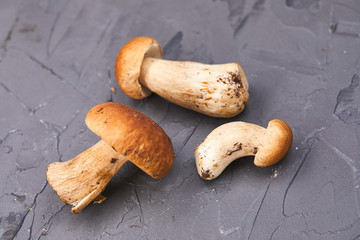 boletus mushrooms