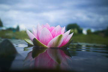 fleur de lotus dans l& 39 étang