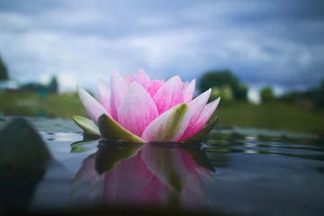 Tableaux sur verre fleur de lotus fleur de lotus dans l& 39 étang