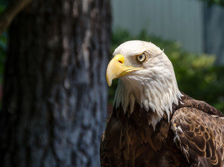 Bald Eagle Portrait