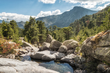 Mountain stream and pine trees at Paglia Orba in Corsica