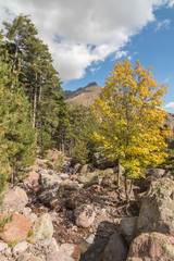 Autumn colours and stream at Paglia Orba in Corsica