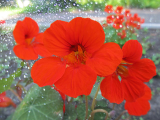 Beautiful red flowers with bokeh effect. 