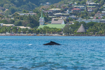     Humpback whale swimming in front of Papeete in Tahiti, the church in background
