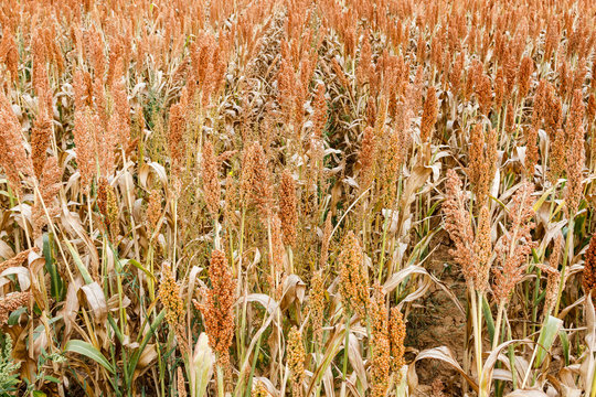 Sorghum vulgare. Plantaci&oacute;n de Sorgo.
