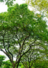 forest background . green nature background.big tree