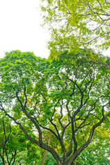 Fototapeta na wymiar forest background . green nature background.big tree