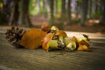 Mushrooms Suillus on wooden