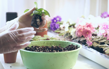 Growing violet- how to grow violet. Transplant flowers in pots. Florist transplant small violets.