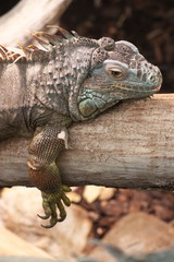 Iguana relaxing