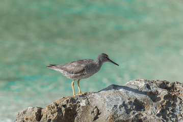     Wandering tattler, Tringa incana, wading bird in Polynesia
