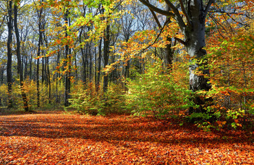 Obraz premium Beautiful sunny forest landscape with a tree and shadows on the lawn on an autumn day.
