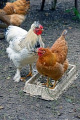 Курица и петух в курятнике у миски с кормом на земле
