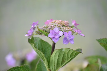 Fototapeta premium 紫陽花