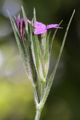 Rauhe Nelke (Dianthus armeria) - 175170887
