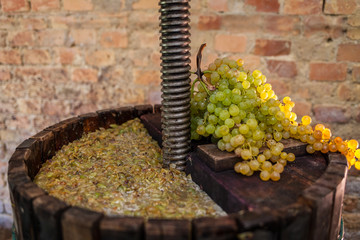Grape harvest: Wine press with white must and bunch of grapes