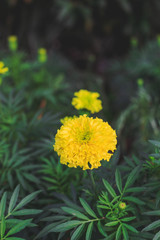 closeup marigolds flower with soft-focus and over light in the background