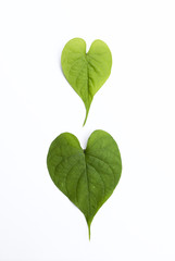 Fresh green leaf in heart shape on white background