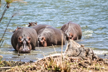 Hippo in Kenya