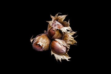 Hazelnuts on black background