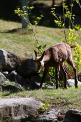 Naklejka premium little deer