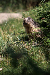 marmot