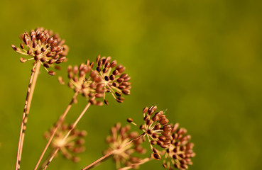 Dry organic dill seeds close-up on a green background. Healthy lifestyle.
