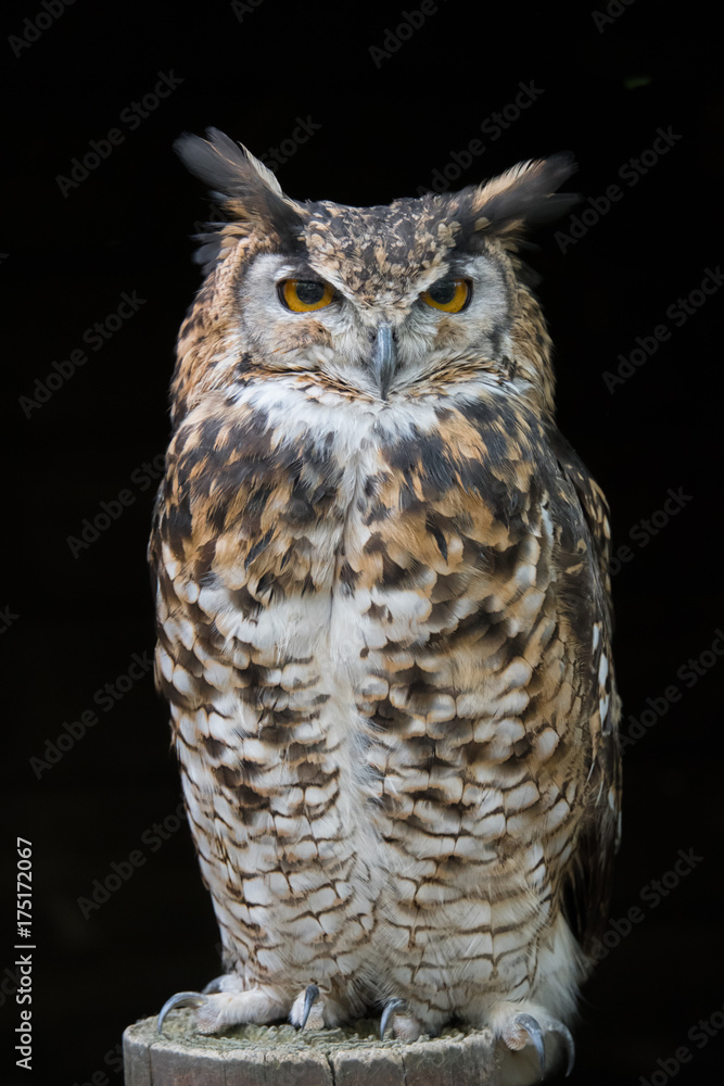 Aufkleber an upright portrait of an eagle owl standing on a post facing forward with large orange eyes staring
