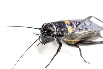 Common black cricket , isolated insect on white background