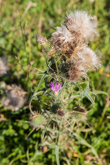 Wild silymarin flower. The main ingredient of liver drugs