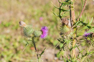 Wild silymarin flower. The main ingredient of liver drugs