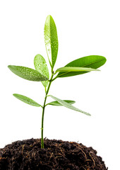Freshness leaves of Alexandrian laurel young plant