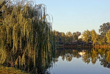 лиственное дерево на берегу озера в солнечный день