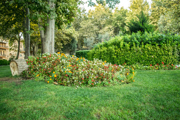 Obraz premium small flower garden