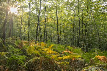 Fototapeta premium Clearing in the middle of the forest in autumn covered in fern plants and sun rays bursting through the branches
