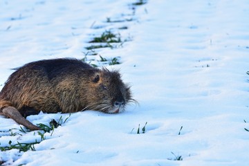 ein Nutria im Schnee