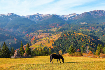 Fototapeta na wymiar A horse grazes on the meadow among the high mountains.