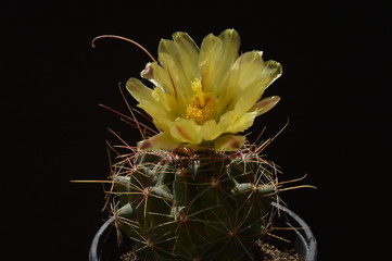 Kaktus mit Blüte