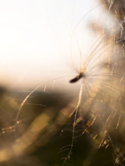 Kwiatostan ostu polnego w świetle zachodzącego śłońca © JDziedzic