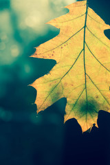 fall oak leaf macro selective focus