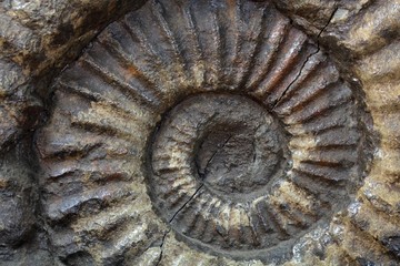 Ammonite