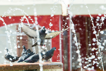 Birds are sitting on the fountain