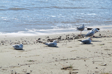 Gulls on sand in morning near The Esplanade in Queensland